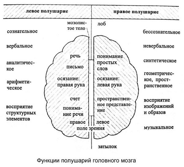 Функции полушарий головного мозга